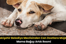 eskişehir belediye meclisinden can dostlara müjde
