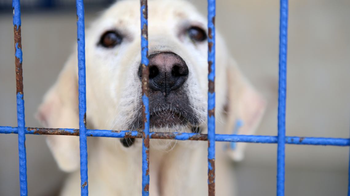 Eskişehir’de sahipsiz köpekler için yeni uygulama: Karar meclisten geçti