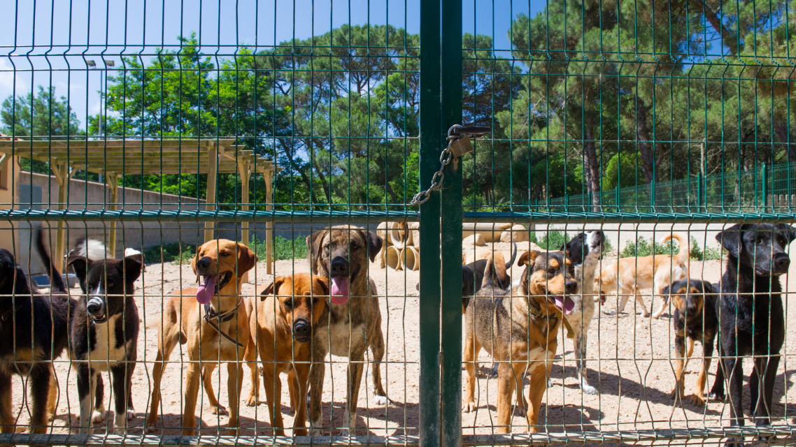İbrahim Arslan’dan hayvan barınağı ile ilgili açıklama
